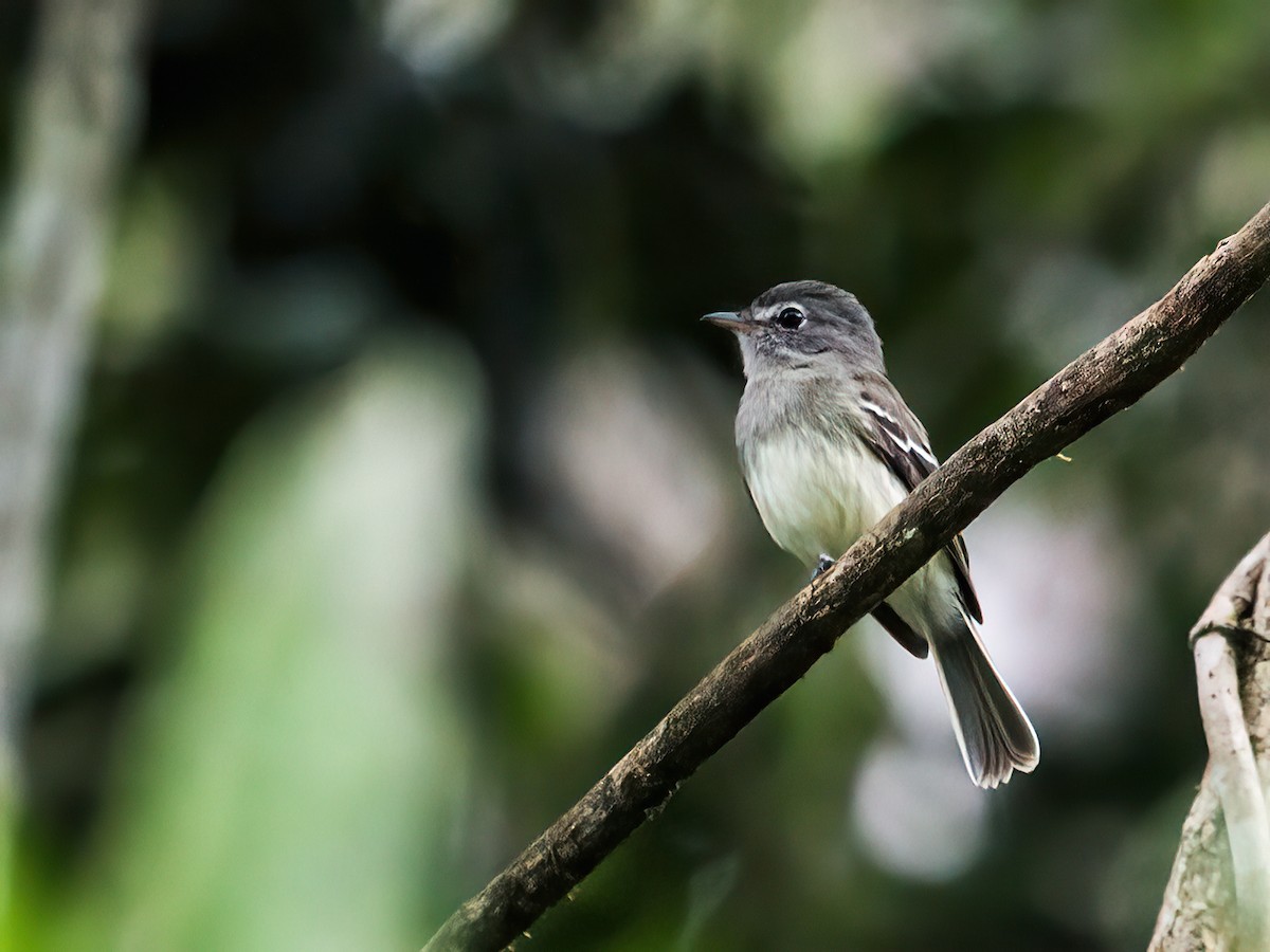 Gray-breasted Flycatcher - ML240837261