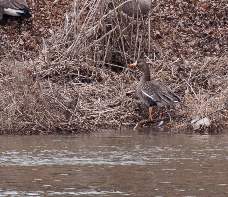 Greater White-fronted Goose - Andrew Jackson