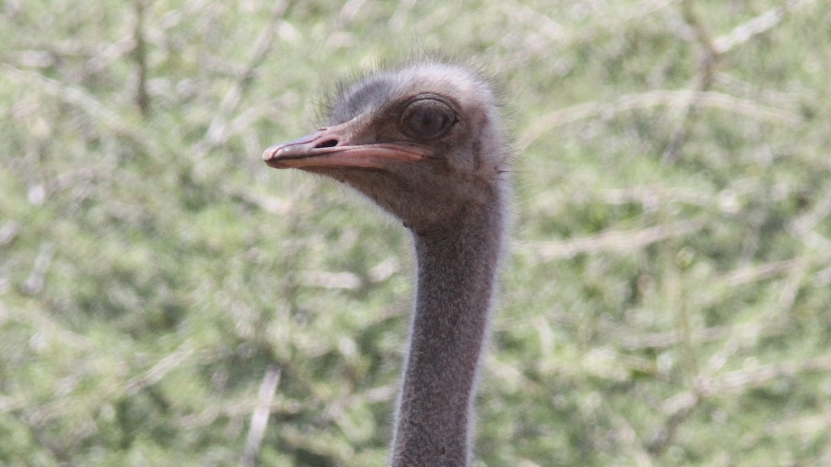 Common Ostrich - ML24083931