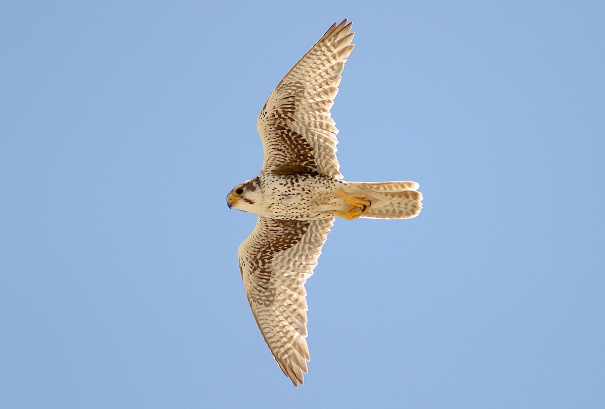 Prairie Falcon - Jerry Liguori