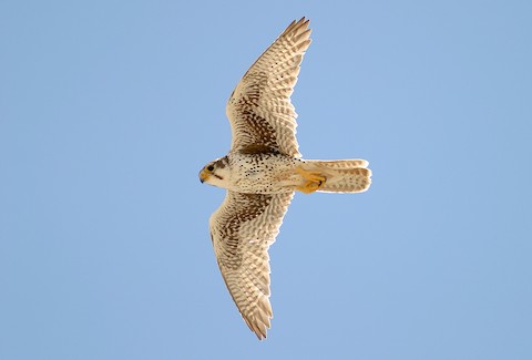 prairie falcon in flight