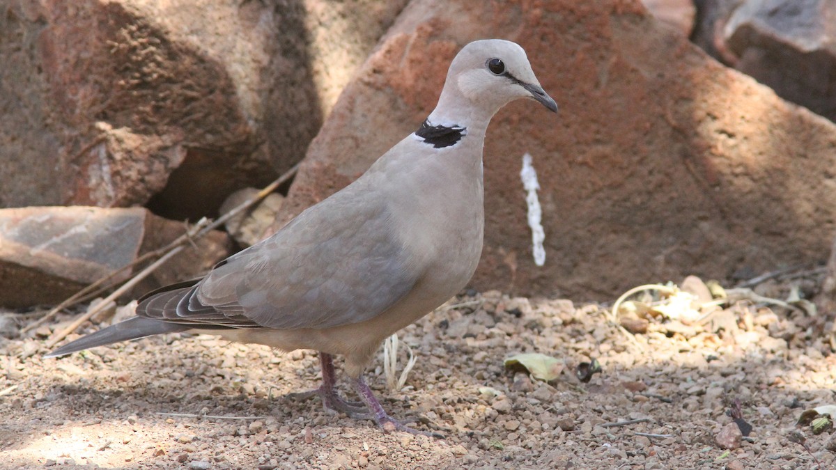 Ring-necked Dove - ML24084571