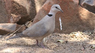  - Ring-necked Dove