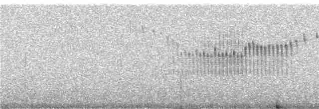 Светлокрылая трясохвостка - ML240846