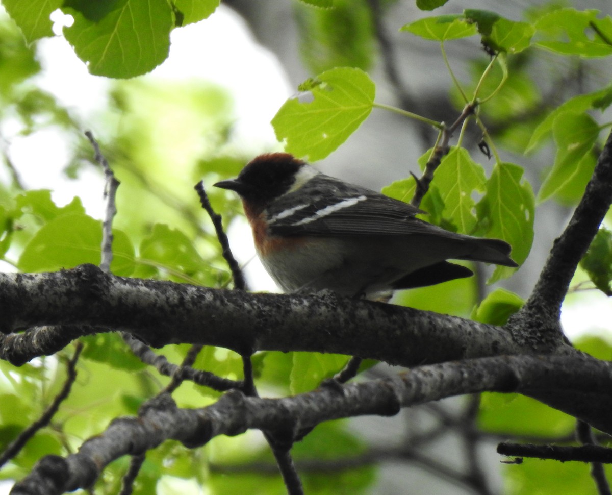 Bay-breasted Warbler - ML240847301