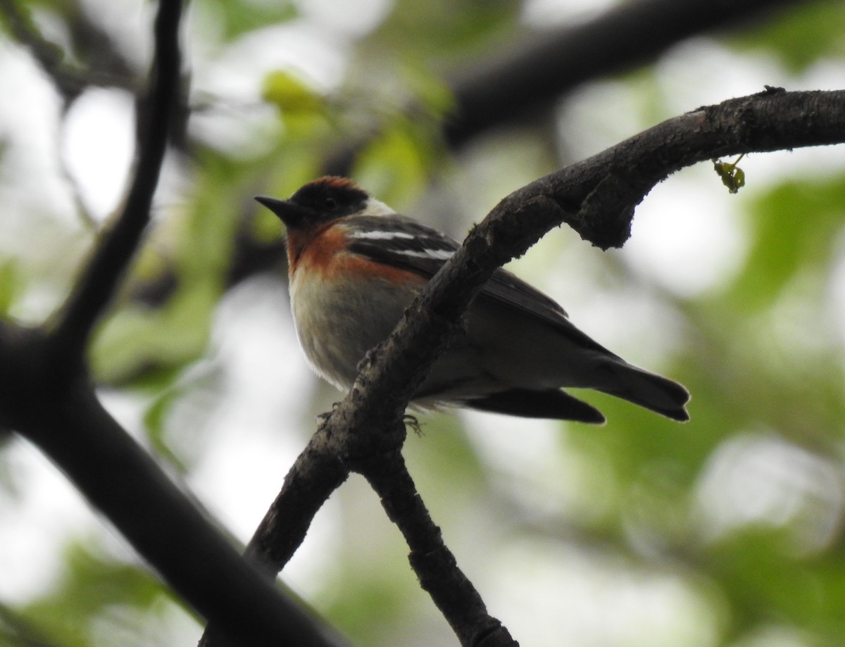 Bay-breasted Warbler - ML240847311
