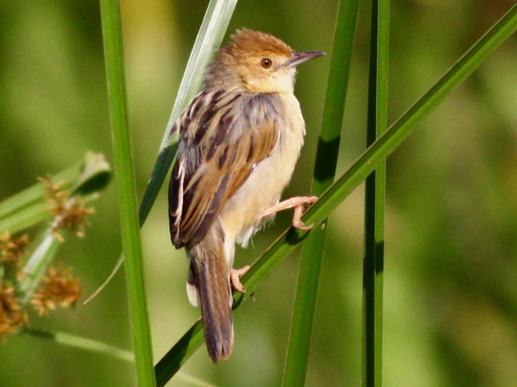 Carruthers's Cisticola - Roger Clark