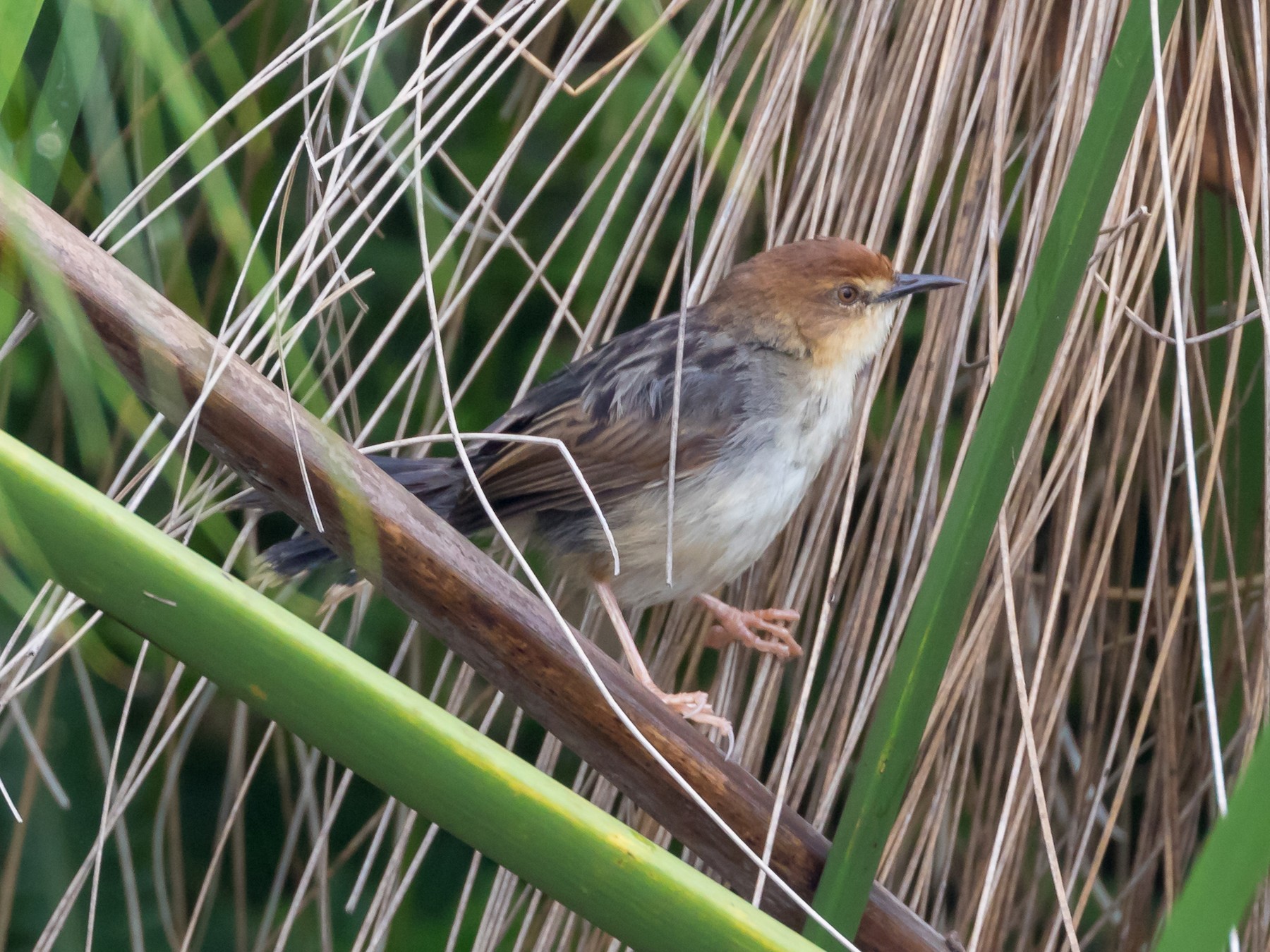 Carruthers's Cisticola - Christopher Sloan