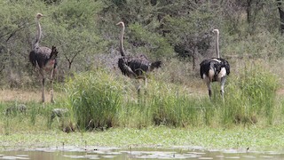 Common Ostrich, ML24085621