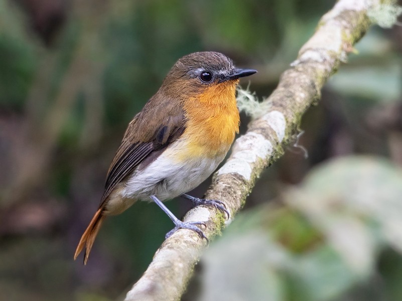 White Bellied Robin Chat Ebird