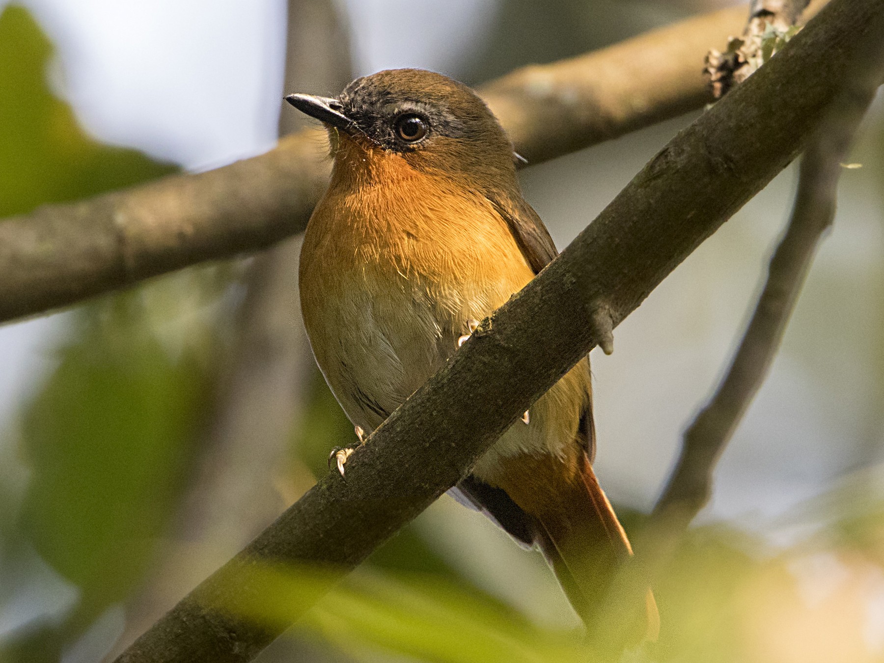 White-bellied Robin-Chat - eBird