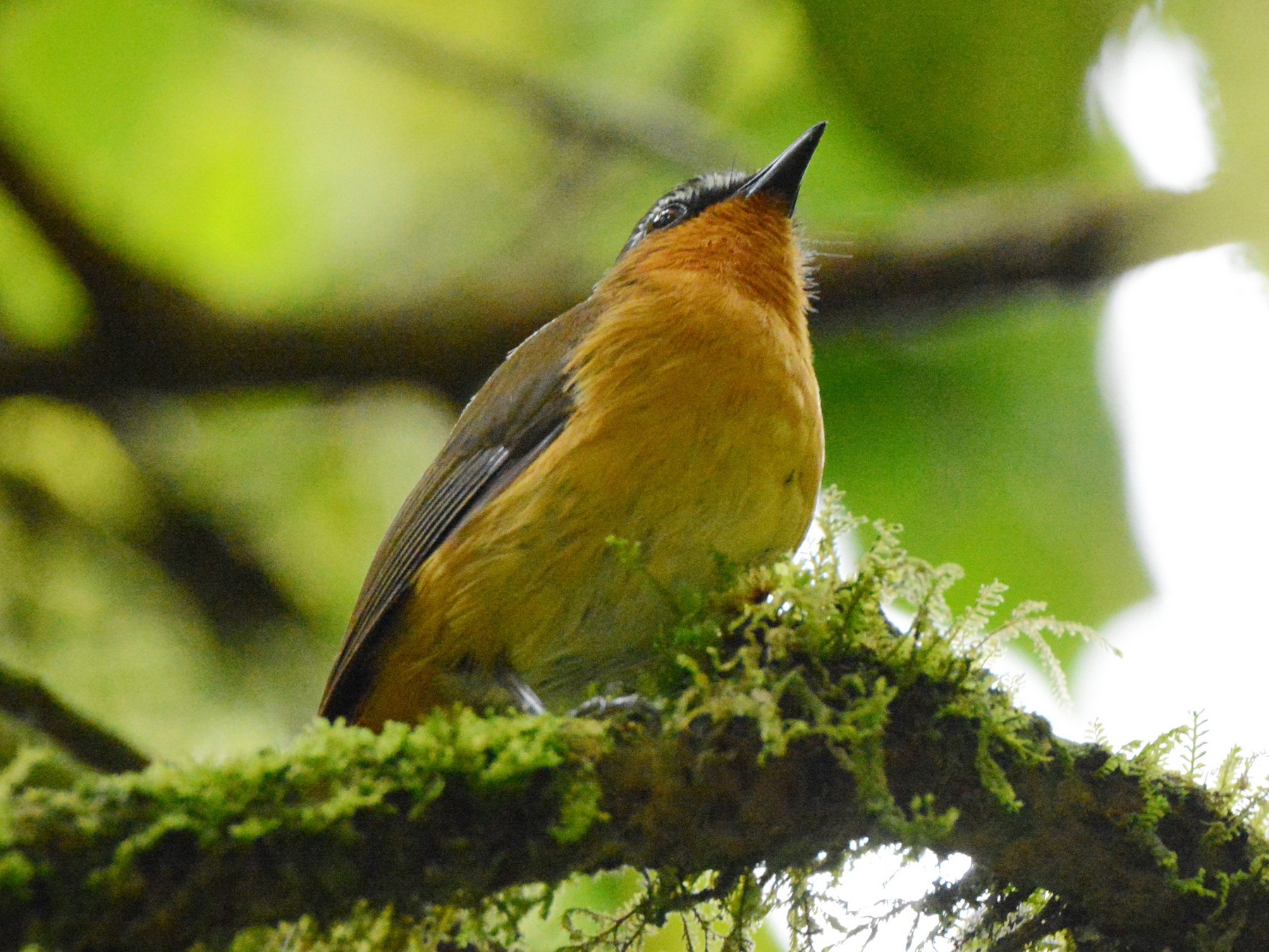 White-bellied Robin-Chat - Kyle Kittelberger