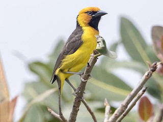  - Black-necked Weaver