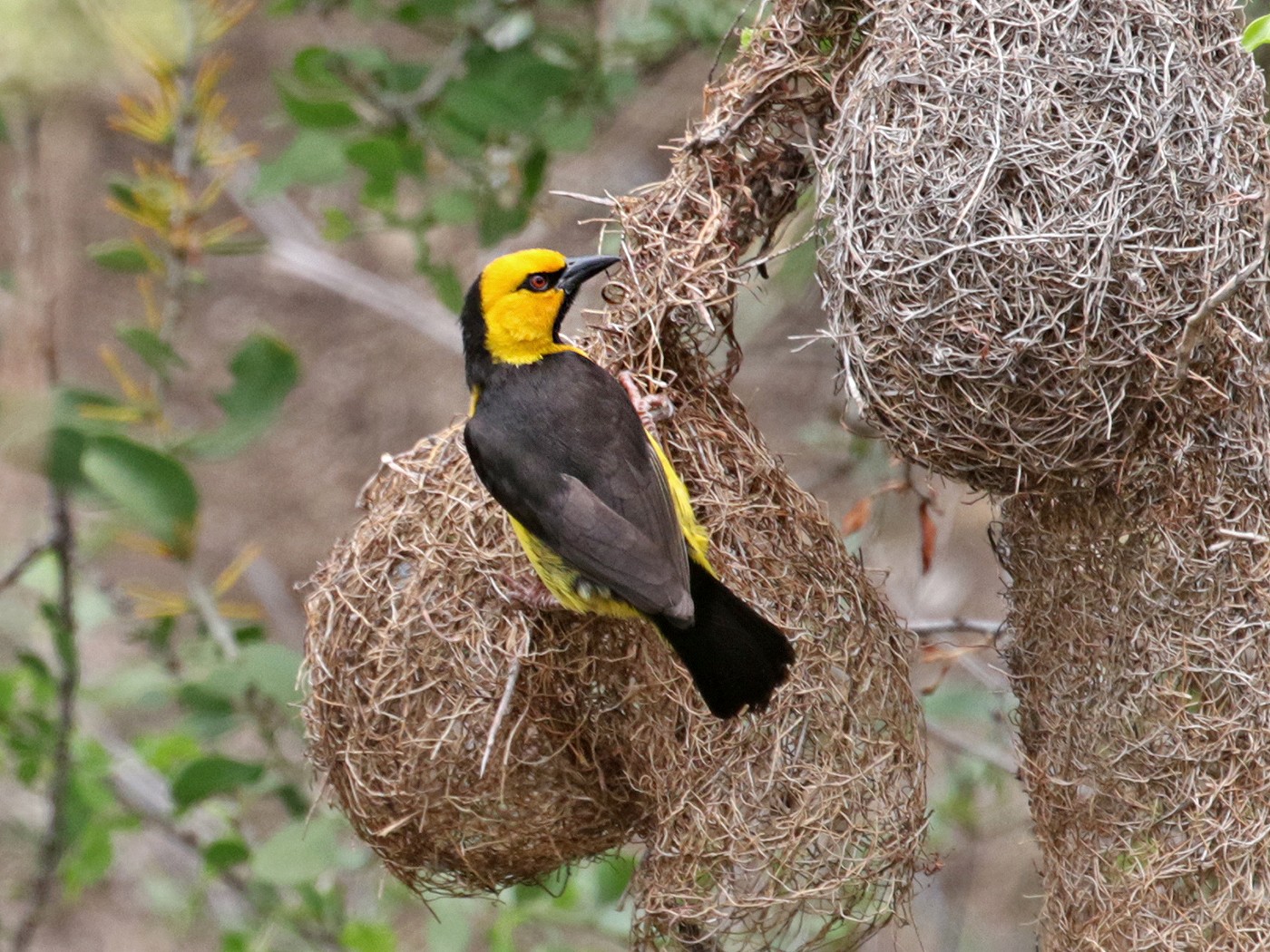 Olive-naped/Black-necked Weaver - Charley Hesse TROPICAL BIRDING