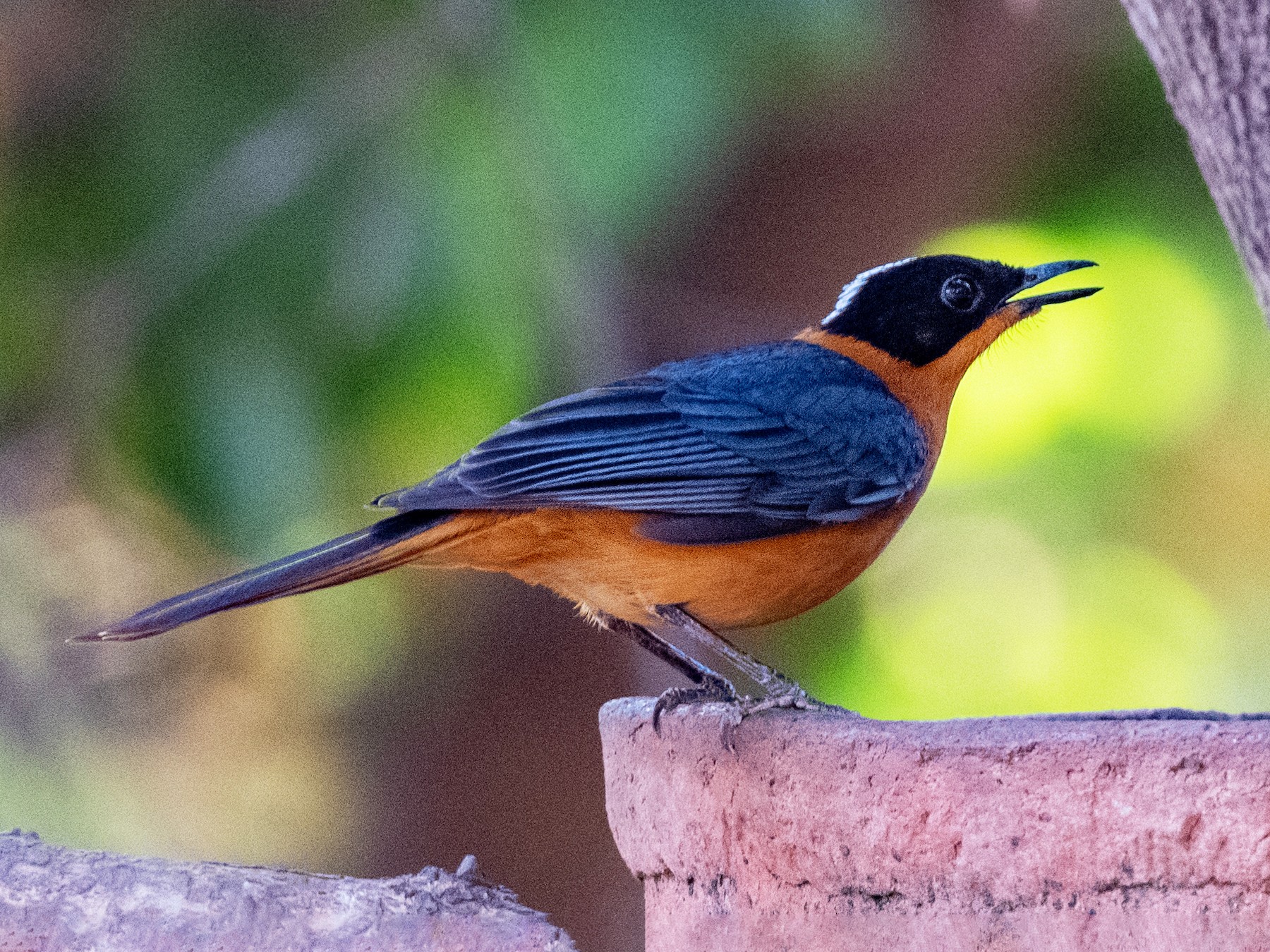 Snowy-crowned Robin-Chat - Hans Norelius