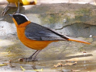  - Snowy-crowned Robin-Chat