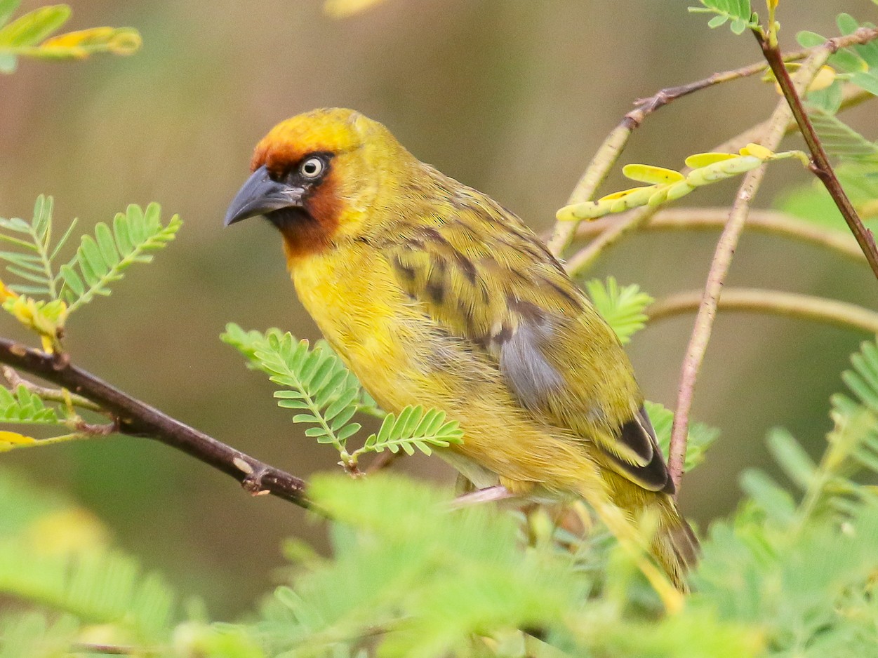 Northern Brown-throated Weaver - Michael O'Brien