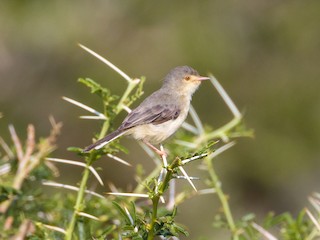 Buff-bellied Warbler - eBird