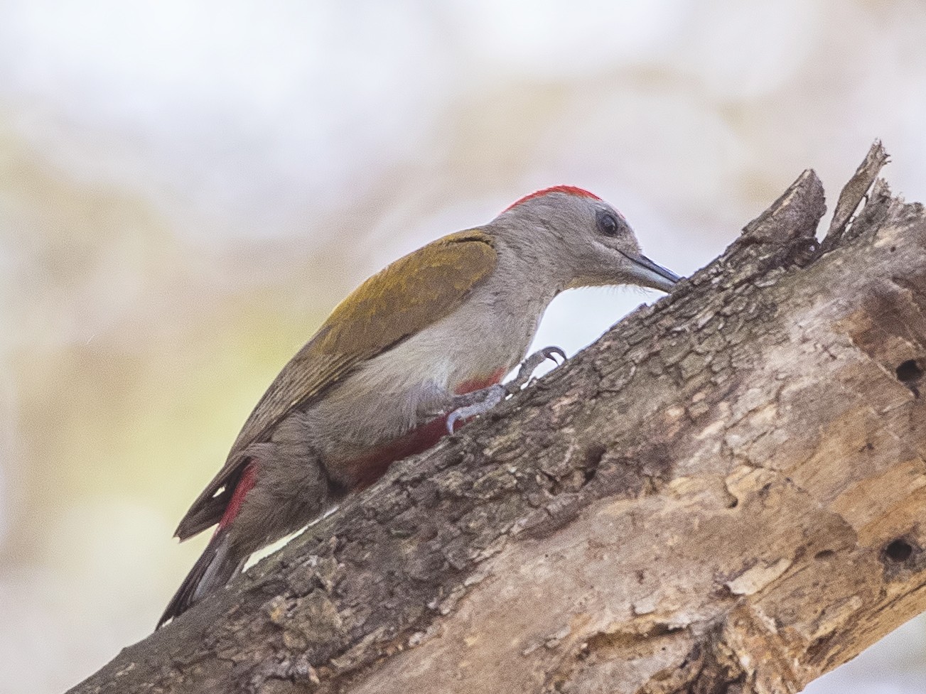 El árbol de madera gris de África es de un distintivo color gris
