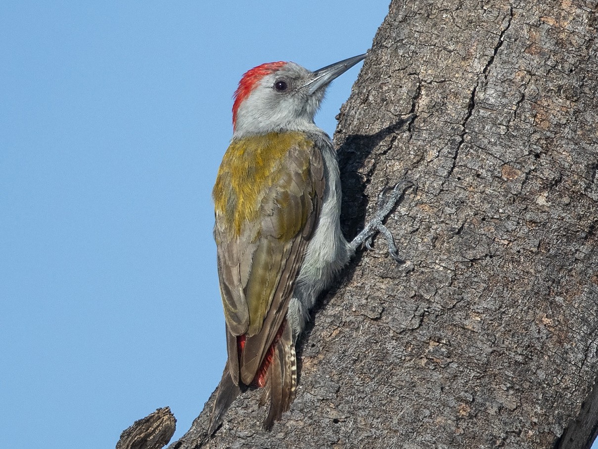 African Gray Woodpecker - Niall D Perrins