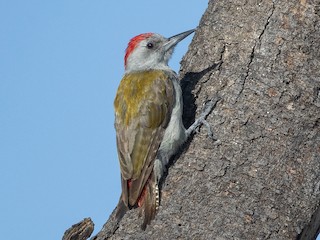  - African Gray Woodpecker