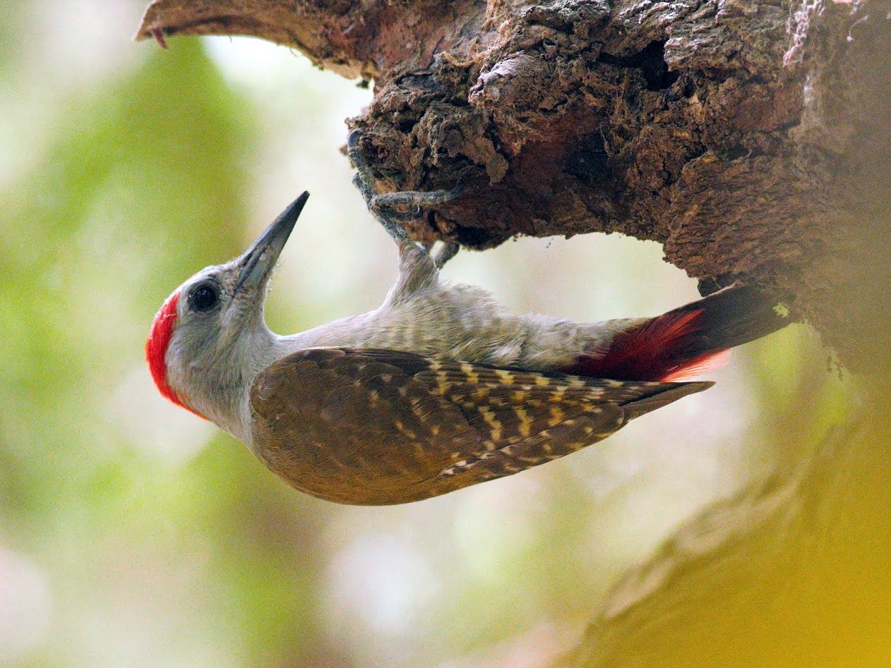African Gray Woodpecker - Frédéric Bacuez