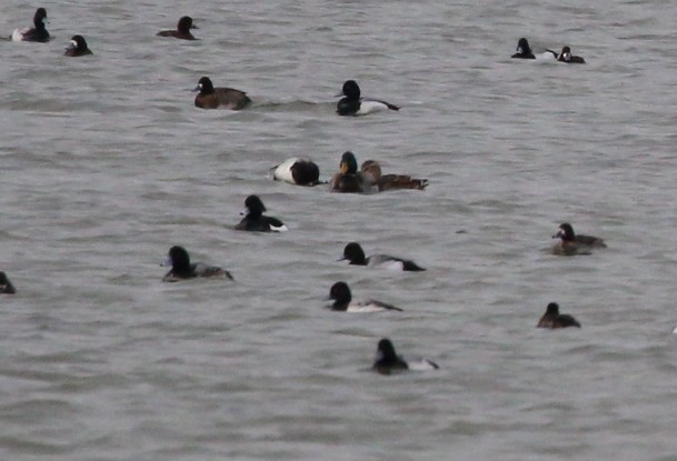 Tufted Duck - Stacy Robinson