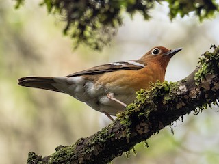  - Abyssinian Ground-Thrush