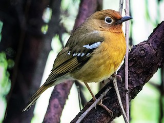  - Abyssinian Ground-Thrush
