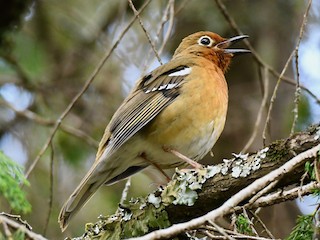  - Abyssinian Ground-Thrush