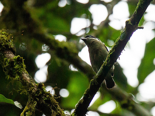 Adult (Western) - Robert Tizard - ML240867491