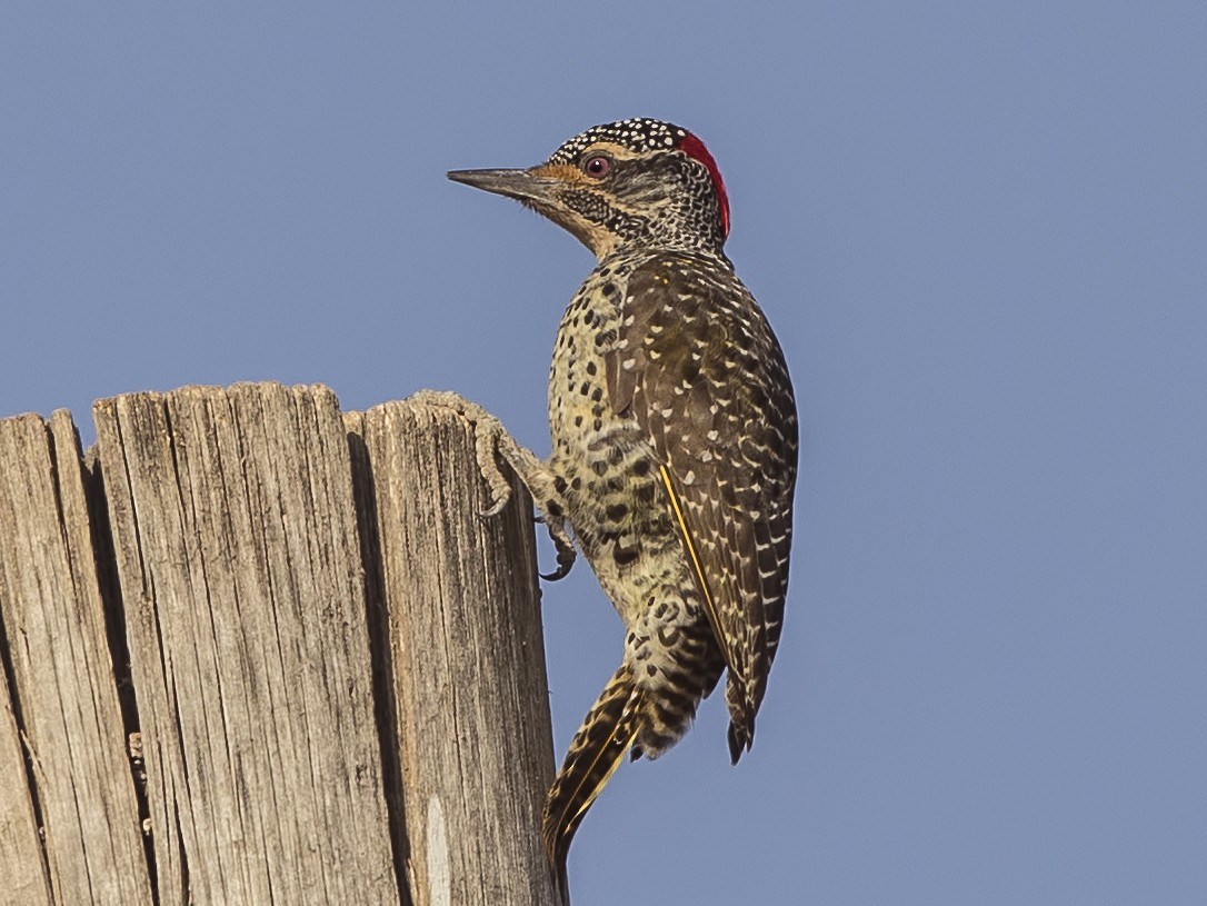 Nubian Woodpecker - H. Çağlar Güngör