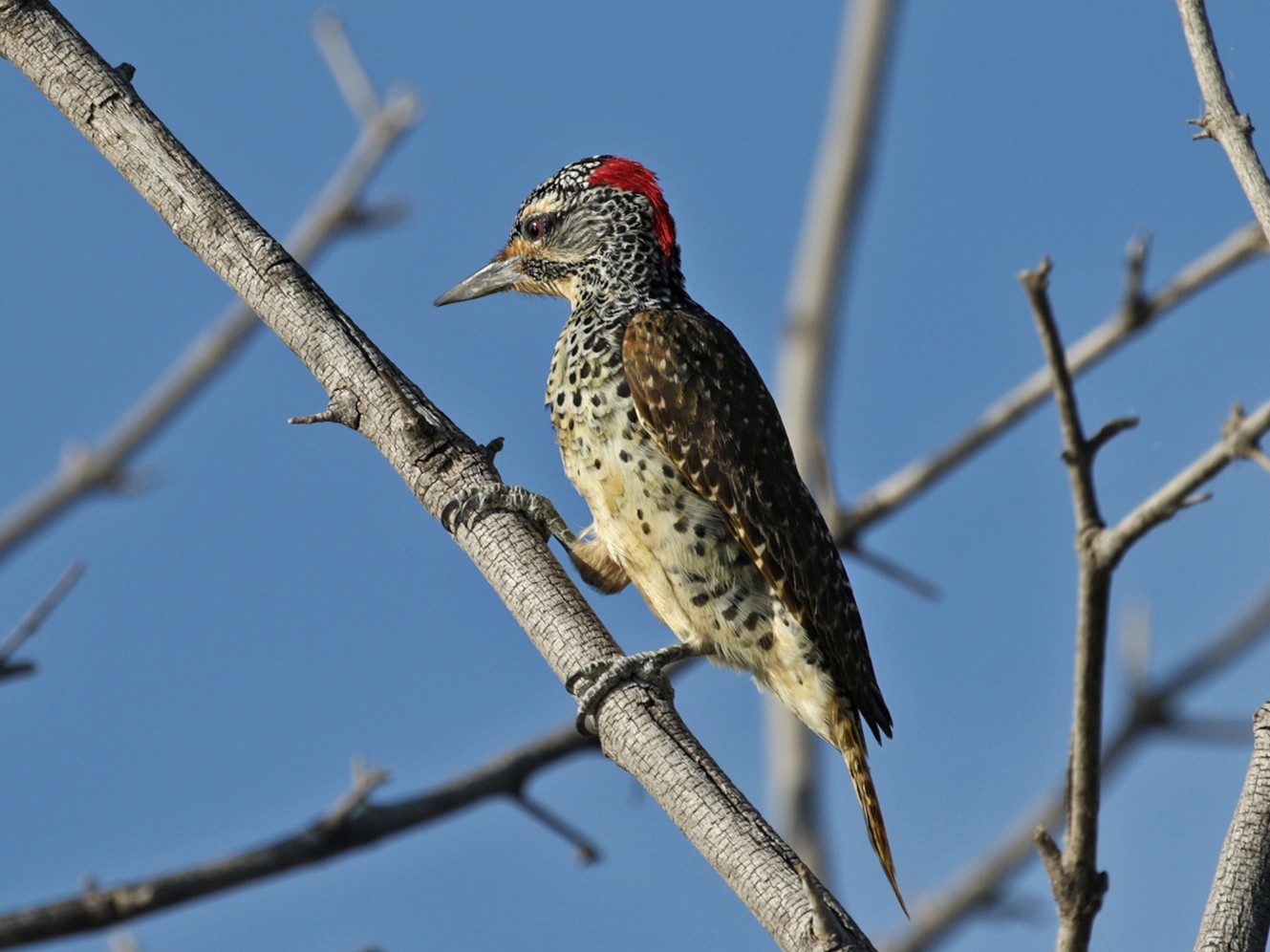 Nubian Woodpecker - Charley Hesse TROPICAL BIRDING