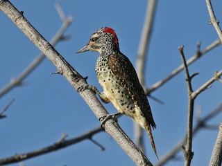 アフリカアオゲラ - eBird