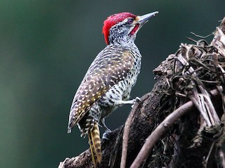 アフリカアオゲラ - eBird