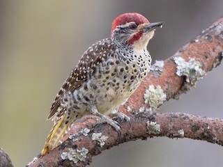 アフリカアオゲラ - eBird