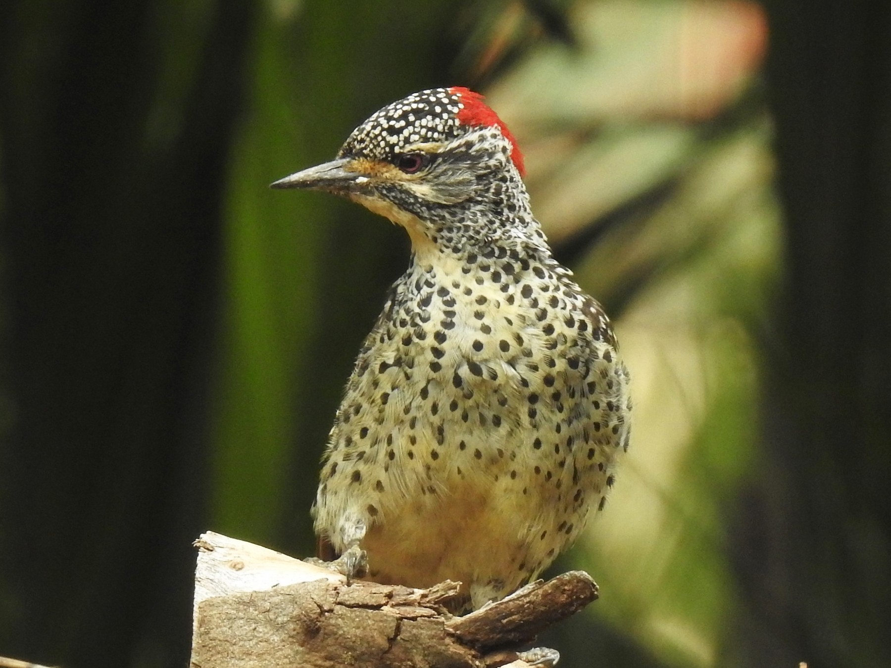Nubian Woodpecker - Dale Adams