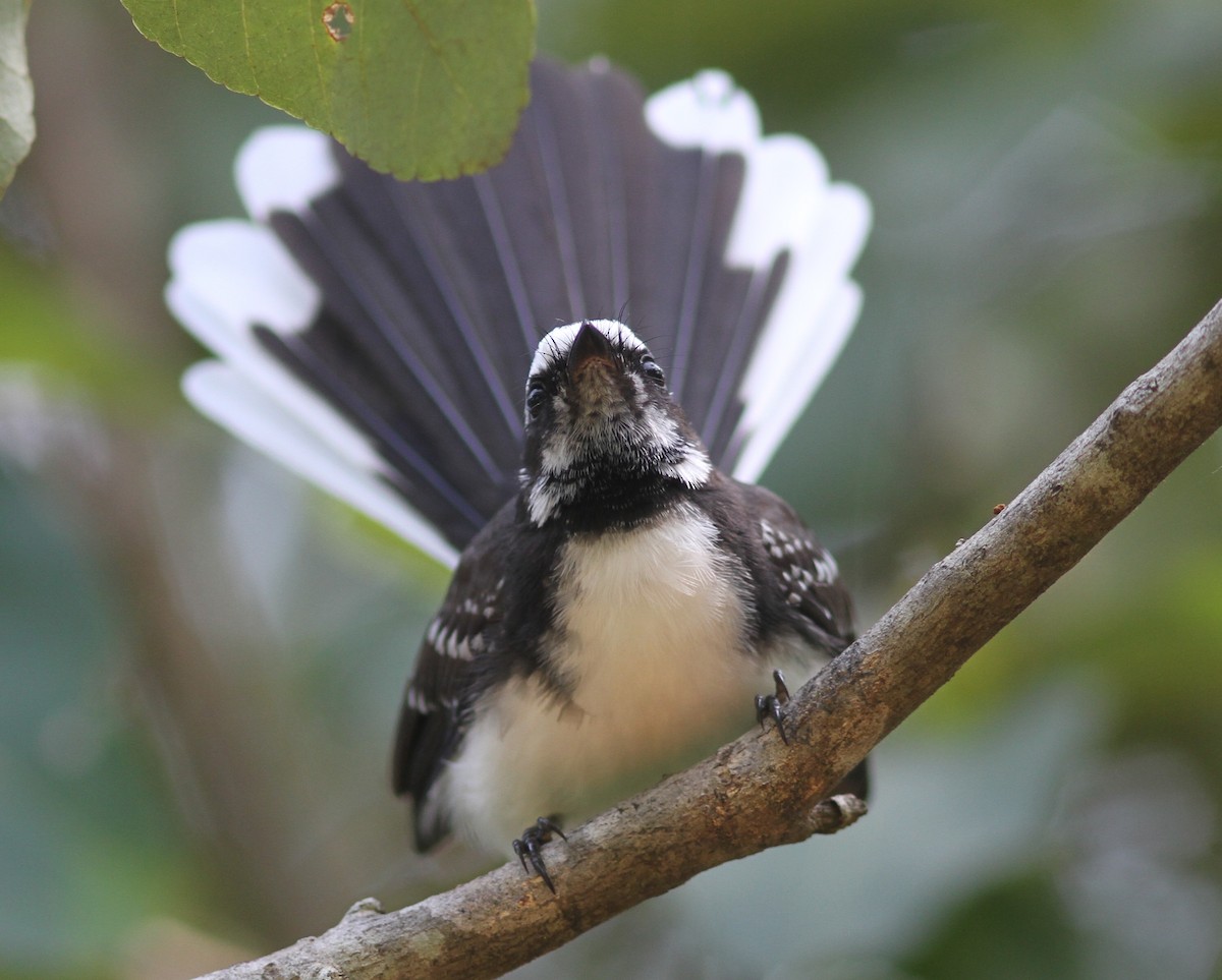 White-browed Fantail - ML240873201