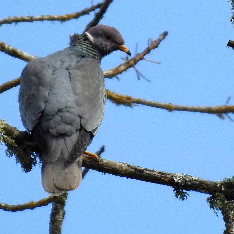 Band-tailed Pigeon - Susan Kirkbride