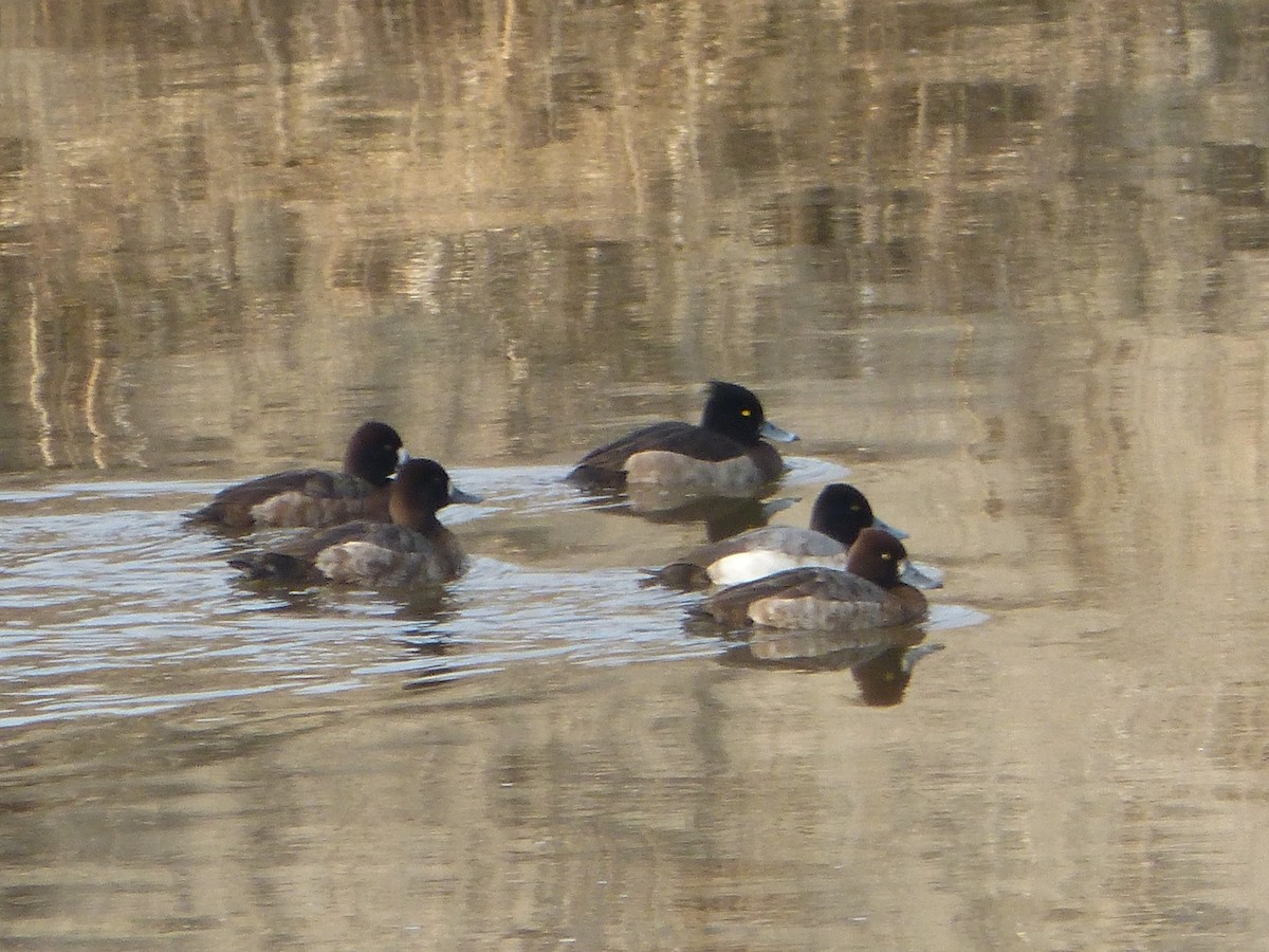 Tufted Duck - ML24087621