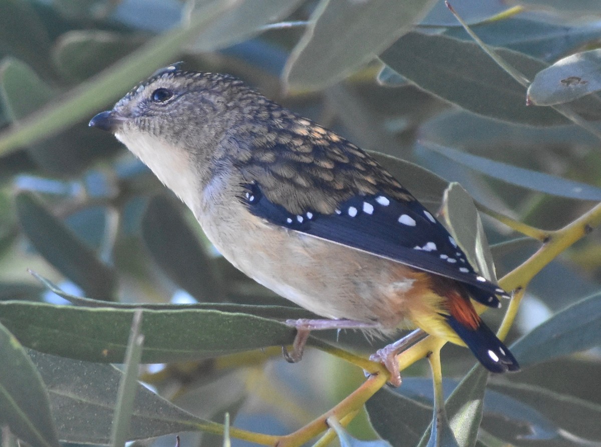 Spotted Pardalote - Snotty Foster