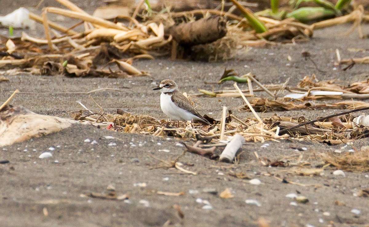 Collared Plover - ML240884621