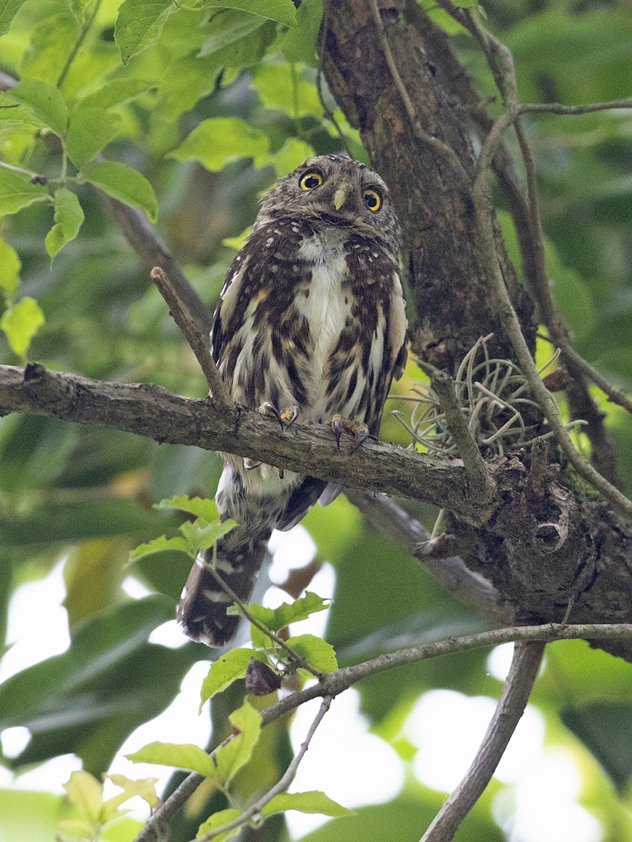 Yungas Pygmy-Owl - ML240884741