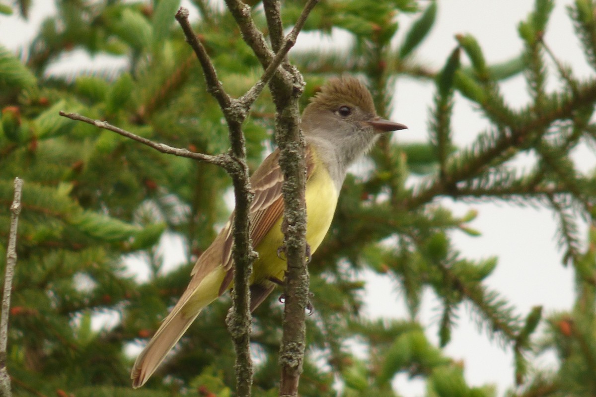 Great Crested Flycatcher - ML240888101