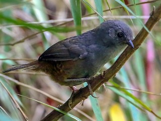  - Merida Tapaculo