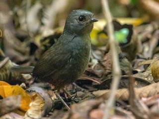  - Jhonathan Miranda - Wandering Venezuela Birding Expeditions - ML240895971