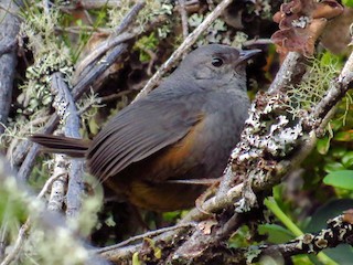  - Brown-rumped Tapaculo