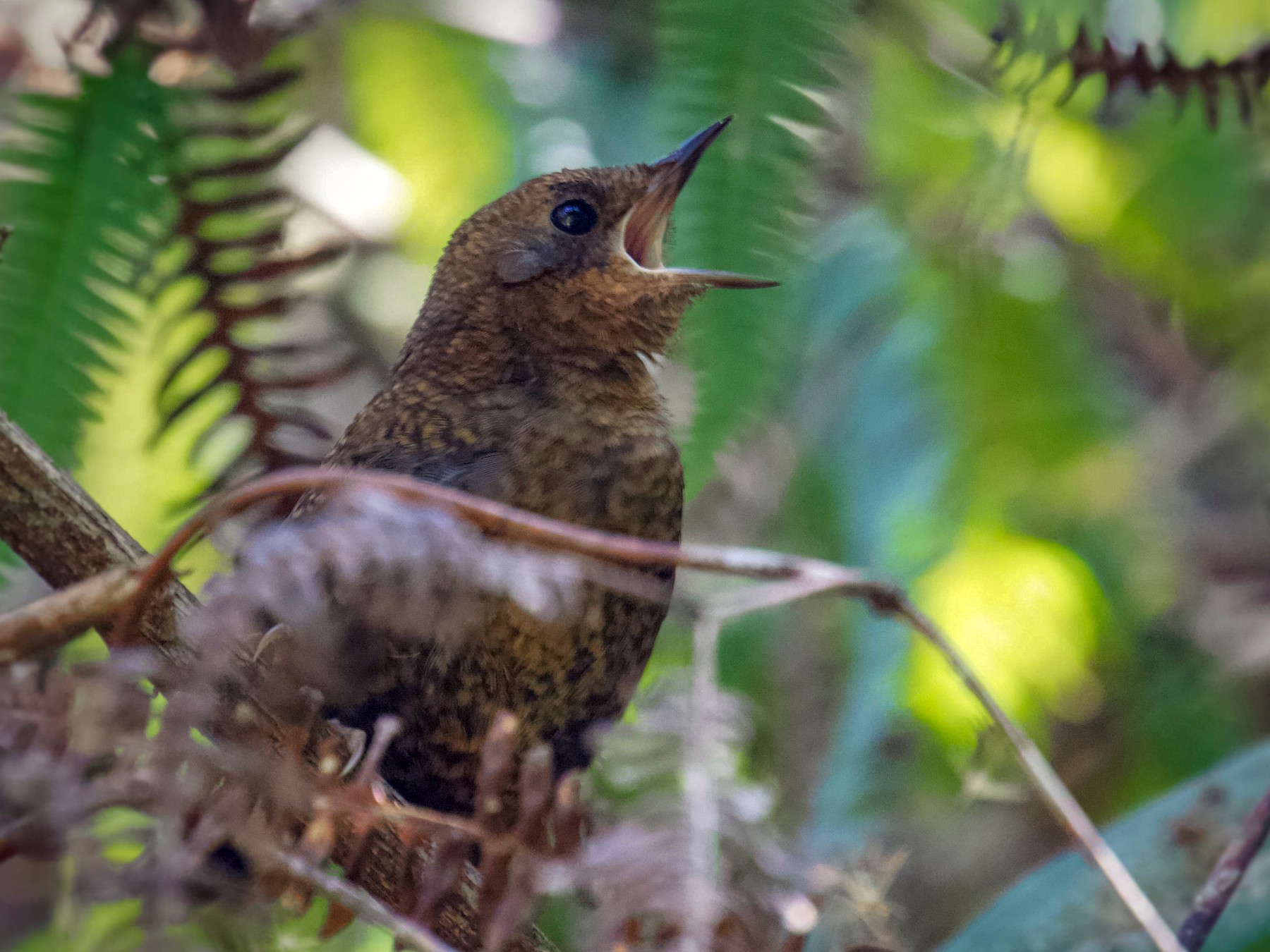 Brown-rumped Tapaculo - Arman Moreno