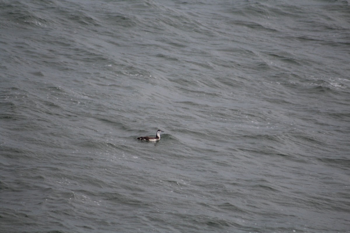 Red-throated Loon - ML24089751