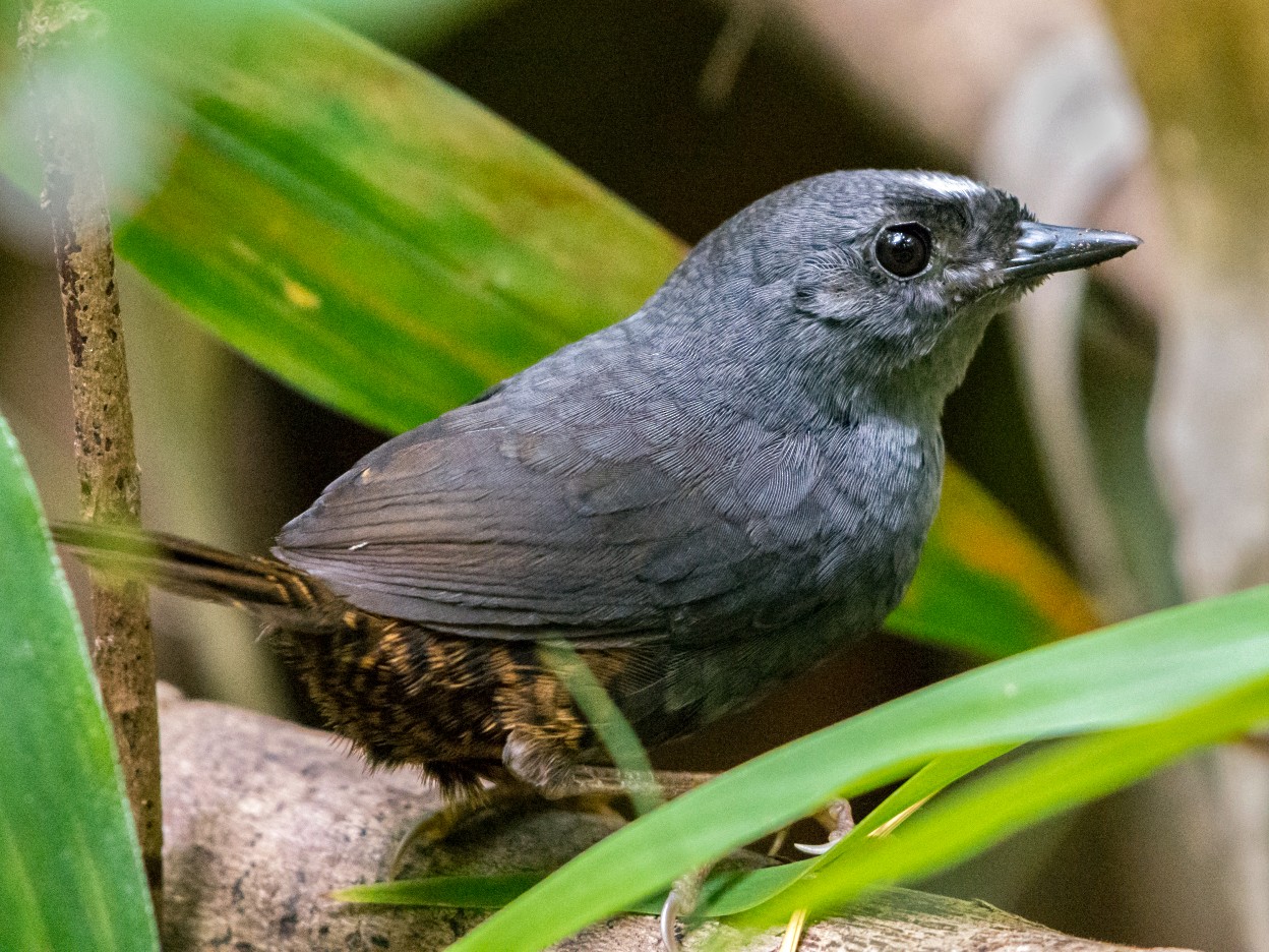 Santa Marta Tapaculo - eBird